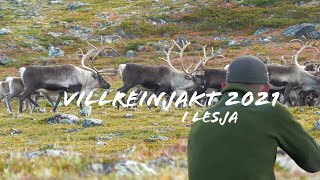 Villreinjakt 2021  Reinsjakt 2021  Reinsjakt i Lesja  Caribou hunting in Norway [upl. by Artair]