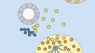 Germinal Centers [upl. by Nims681]