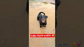 දවල්ට කන්නත් අමතකයි 😂🐶💕 akita viralvideo dog subscribe funny dog comedy pets fyp [upl. by Mirna201]