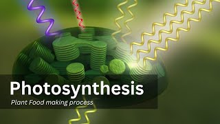 Photosynthesis process in detail  Step by step explanation factors affecting photosynthisis [upl. by Airda]