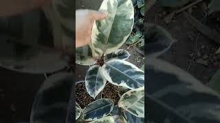 Rubber Tree rubbertree rubber tineke superwhite bolinao pangasinan plantita plants garden [upl. by Tnek]