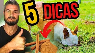 COMO FAZER CACHORRO PARAR DE CAVAR BURACOS CÃO QUE CAVA TERRA E GRANA NO JARDIM APRENDA ACABE AGORA [upl. by Ahsinev932]