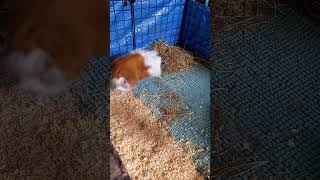 Guinea Pig Popcorning Scarlet enjoying her home after a cage clean guineapiggies cuteanimals [upl. by Byrn]