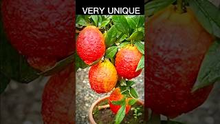 You all cant believe that we Propagates red lemon plant garden [upl. by Amalee]