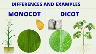 MONOCOT vs DICOT  Differences between Monocotyledon and Dicotyledon with Examples  Science Lesson [upl. by Lyda]