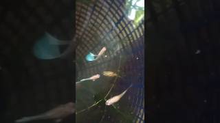 Guppy Breeding in tub தமிழ் 💥simple method 😳 guppybreeding fish guppy guppies [upl. by Fiel]