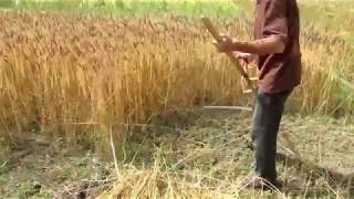 Harvesting wheat in Nepal using a scythe [upl. by Harahs23]