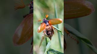 Common Cockchafer beetle bug [upl. by Rube]