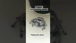 Pepper the jumping spider playing the piano [upl. by Jorin]