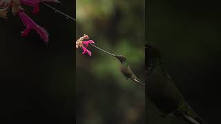 Swordbilled hummingbird 🪶🌺 nature animals evening birds feeding [upl. by Blumenthal]