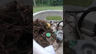 Carolina Wrens Nested in the Lid of my Propane Tank birds [upl. by Ariom]