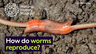 How do worms reproduce  Surprising Science [upl. by Mlehliw]