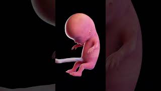 Babys Growth In Mothers Womb 0 TO 9 MONTHS😱How Miracle Is Formed From Sperm to Human😳😳 [upl. by Adnaram772]