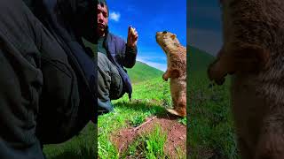 Cute Wild animal bobak marmot or prairie dog eating cookies yummy 129 [upl. by Rebbecca]