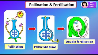 SPM BIOLOGY FORM 5 CHAPTER 6 63 POLLINATION amp DOUBLE FERTILISATION kssm [upl. by Kappel258]