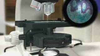 Kohler Illumination  Dr Othon Gervasio  3D Scientific Animation [upl. by Suinotna]