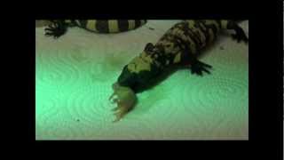 Gila Monsters Heloderma suspectum Feeding [upl. by Florinda]