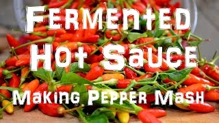 Homemade Tabasco Hot Sauce  Making Pepper Mash  Part 1 of 2 [upl. by Brinn]