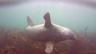 Farne Isles  Diving with Seals [upl. by Eanert]