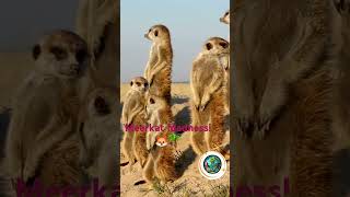 Meerkat Madness [upl. by Jablon]