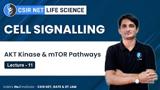 AKT Kinase amp mTOR Pathways in Cell Signalling  CSIR NET Exam Preparation  IFAS [upl. by Krug]