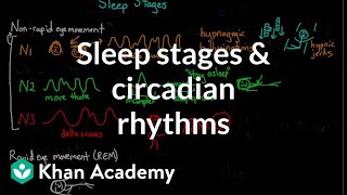 Sleep stages and circadian rhythms  Processing the Environment  MCAT  Khan Academy [upl. by Reamy]