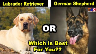 Labrador Retriever or German Shepherd Which One is Best For You as Pet  TUC [upl. by Brownley832]