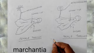 how to draw marchantia of bryophyta [upl. by Hershel]