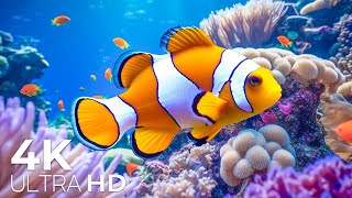 Aquarium 4K VIDEO ULTRA HD 🐠 Sea Animals With Relaxing Music  Rare amp Colorful Sea Life Video [upl. by Albright]