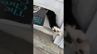 Cat Tries Attacking Mailman [upl. by Ellehcal]