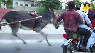 Donkey Racing In Karachi [upl. by Hurd592]