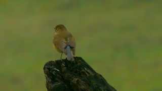 Redflanked Bluetail [upl. by Aicram15]