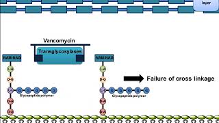 Vancomycin Mechanism of Action [upl. by Budwig823]