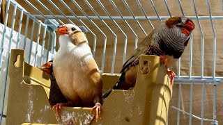 Sun bath to my birds zebra finch mutation birds birds breeding mites killing techniques [upl. by Fagen]