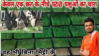 सस्ता हरा चारा अब घर पर ऐसे उगाएHydroponic Fodder Farming System Hydroponic Grass agritech master [upl. by Eittik666]