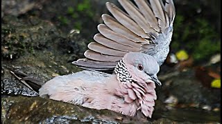 Here is the Dove with open wings 😉🌞 [upl. by Larry]