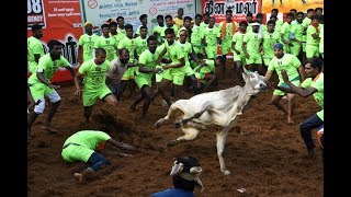 Jallikattu in Madurai 29 injured [upl. by Hedva]