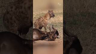 The Hyena’s Unexpected Feast How Fortune Favored the Predator Over a Weakened Prey [upl. by Anyaj]