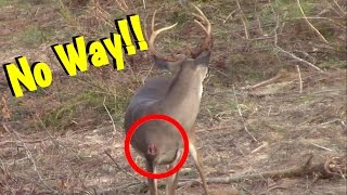 Buck Comes Back After Being Shot By Bow Hunter [upl. by Kunz]