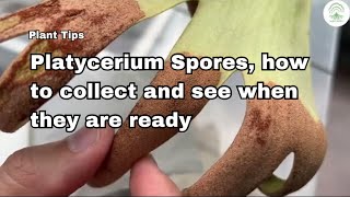 Platycerium Spores how to collect and see when they are ready  Ep 121 [upl. by Retxed724]