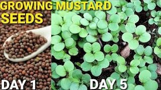 How to Grow Mustard Greens Vlogsforplants mustardseeds [upl. by Artie]