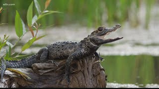 The difference between alligators and caimans [upl. by Berta]