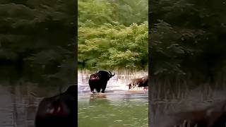 Epic Pool Showdown Buffalo Battles Lion in a Thrilling Water Fight [upl. by Laforge]