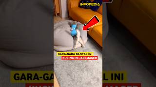 Bantal Paling Nyaman Untuk Kucing  INFOPEDIA [upl. by Carleen]