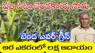 Ladies Finger Cultivation  ప్రతి ఏటా బెండసాగు  మంచి ఆదాయం  DNR [upl. by Kepner]