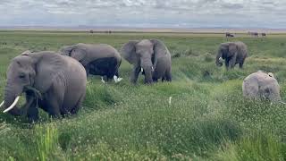 Amboseli National Park Safari [upl. by Eendyc]