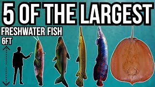 5 of The Largest Freshwater Fish In The World [upl. by Nauqe59]