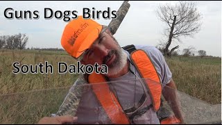 Hunting Pheasant with dogs South Dakota 2021 [upl. by Milstone]