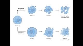 NECROSIS  CAUSES  PROCESS  PHYSIOLOGY  IN TAMIL  SARATH LECTURES [upl. by Nicholson]