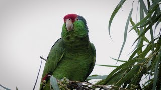 RedCrowned Parrots in Texas [upl. by Anaehr]